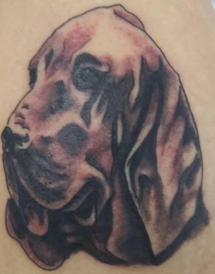 Bloodhound Portrait